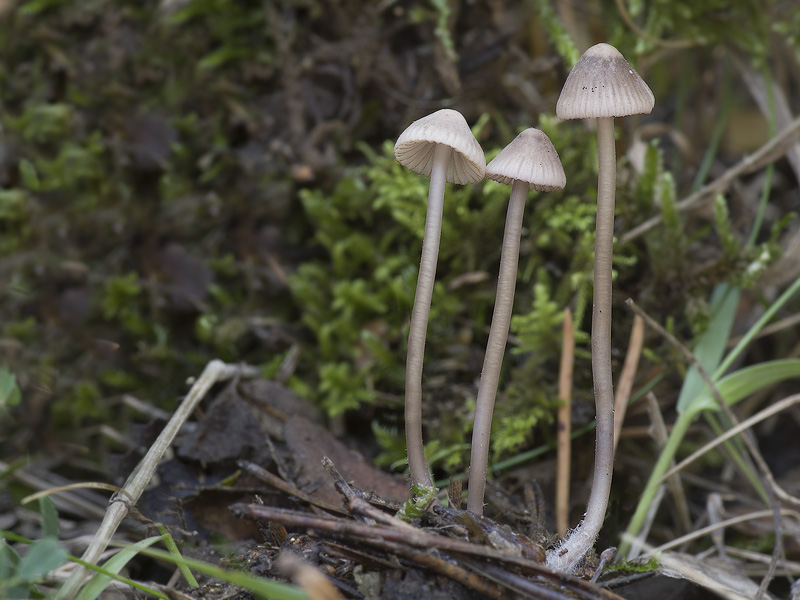 Mycena capillaripes